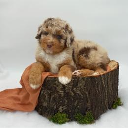 Boy 2 - Red merle male Aussiedoodle puppy in Manteca, California from Silva Ranch Doodles