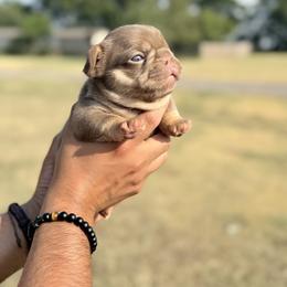French Bulldog Puppies from Horror Line Frenchies