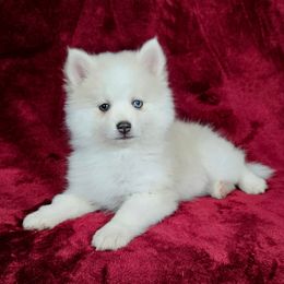 Jerry - Silver and white male Pomsky puppy in Spokane, Washington from Spokane Pomskies