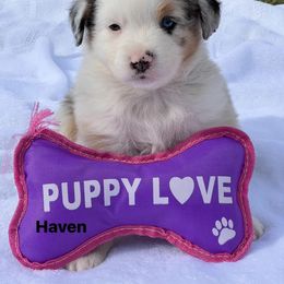 Haven - Blue merle female Australian Shepherd puppy in Magee, Mississippi from Paint ByNumbers Ranch