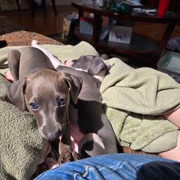Italian Greyhound Puppies from Fisher Link