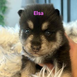Elsa - Black and white female Pomsky puppy in Coatesville, Pennsylvania from Peaceful Pomskys