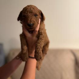 Black collar - Red  female Poodle puppy in Riverside, California from Riverside red poodles
