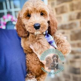 Astro - Red  male Goldendoodle puppy in Marion, Ohio from Doodles & Doxies