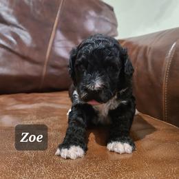 Zoe - Black and white female Portuguese Water Dog puppy in Atmore, Alabama from Gulf Coast Puppies