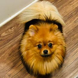 Willow - Pomeranian