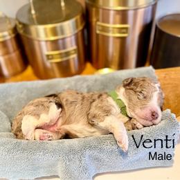 Venti - Chocolate merle male Bernedoodle puppy in Rome, Georgia from Victoria’s Designer Doodles