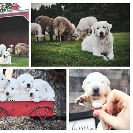 Border Collie and Maremma Sheepdog Puppies from 2J 2K Border Collies & Maremma Sheepdogs