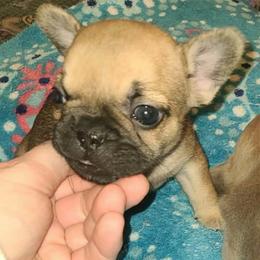 Rio - Fawn female French Bulldog puppy in Graham, Washington from Kristy's French Bulldogs & Mini Schnauzers