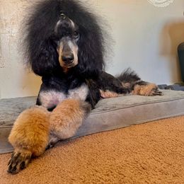 Whitley - Poodle