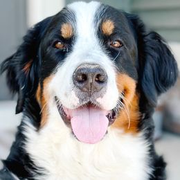 Indy - Bernese Mountain Dog