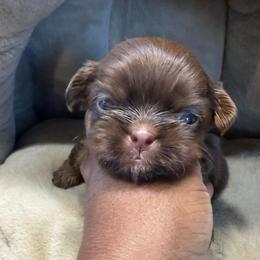Princess Light Pink - Chocolate and tan female Shih Tzu puppy in Xenia, Ohio from Crown & Tress Shih Tzu