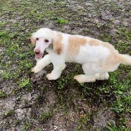 Poodle Puppies from Shellie’s Poodle Patch