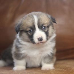 Pembroke Welsh Corgi Puppies from Ayers Acres Corgis