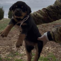Pink Collar - Black and rust female Rottweiler puppy in Brandenburg, Kentucky from Boss Rottweiler Haus