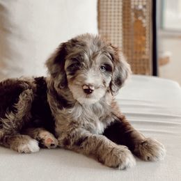Aussiedoodle Puppies from Plum Farm Aussiedoodles