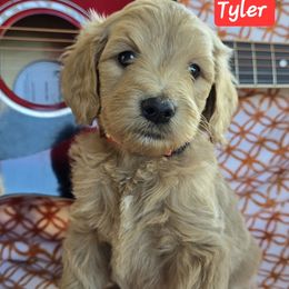 Tyler - Apricot male Goldendoodle puppy in Seymour, Tennessee from Lollie's Doodles