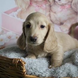 Natalie - Cream female Dachshund puppy in Pace, Florida from Shoebox Doxie’s