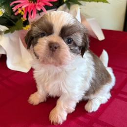 AKC - Winnie Champion Bloodline - Red and white female Shih Tzu puppy in Long Beach, California from Prieto Shih-Tzu's