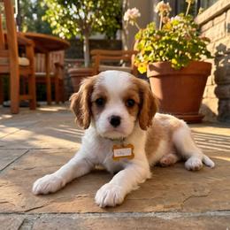 Lily - Blenheim female Cavalier King Charles Spaniel puppy in Pennsylvania from Julie's Cavalier King Charles Spaniels