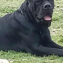 River - Cane Corso
