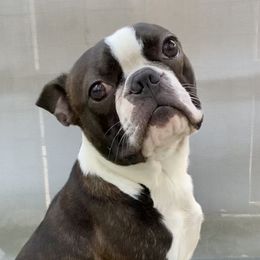Vinny - Boston Terrier