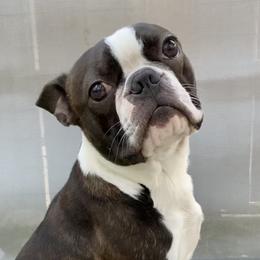 Vinny - Boston Terrier