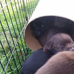 Labrador Retriever Puppies from SciFi Labradors