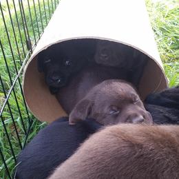 Labrador Retriever Puppies from SciFi Labradors