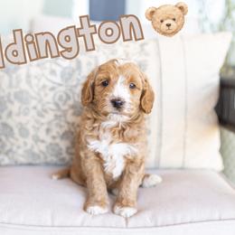 Paddington - Red male Australian Labradoodle puppy in Ardmore, Oklahoma from Mop Top Doodle Co.