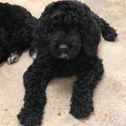 Goldendoodle and Poodle Puppies from Bama Bred Doodles