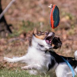 Border Collies and Papillons from Evolution Sport Dogs