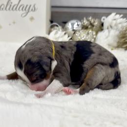 Klaus - Merle female Bernedoodle puppy in Hegins, Pennsylvania from Bubbling Springs Doodles, LLC