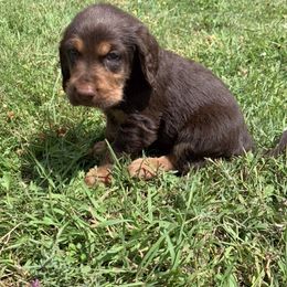 Basset Fauve de Bretagne and Otterhound Puppies from Briarroot Kennel