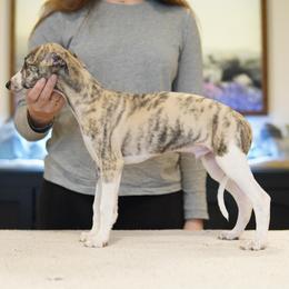 Dapper - White and fawn brindle male Whippet puppy in Atlanta, Georgia from Sinaj