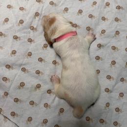 Pink - Lemon and white female Basset Hound puppy in Columbia, South Carolina from Pawmetto Hounds