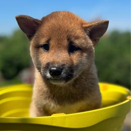 Piper - Sesame female Shiba Inu puppy in Elizabeth, New Jersey from Shiba Inu Loving Care