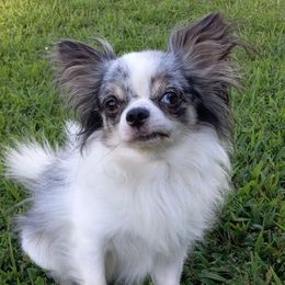 Romeo - Chihuahua