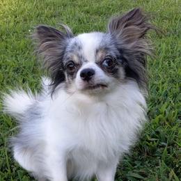 Romeo - Chihuahua