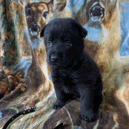 Black - Black male German Shepherd puppy in Motley, Minnesota from Von Thomson Haus