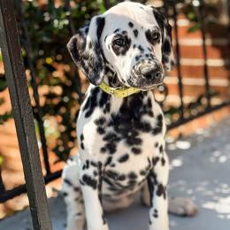 Dalmatian Puppies from Spotted Jewels Dalmatians