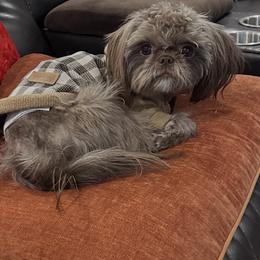 Cooper - Shih Tzu