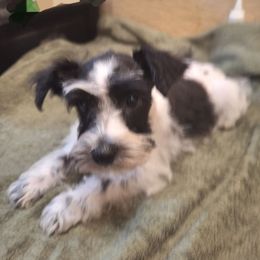 Oreo - Parti male Miniature Schnauzer puppy in Warrenville, South Carolina from All Paws Pet Resort