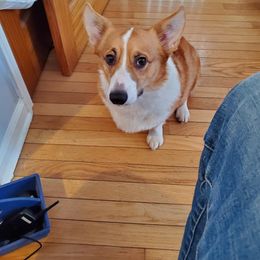 Khloe - Pembroke Welsh Corgi