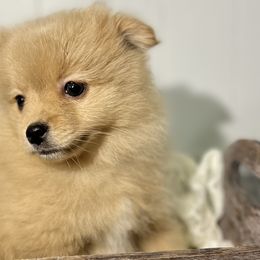 Pomeranians, Pomskies, and Toy Australian Shepherds from Blessed Little Paws