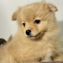 Pomeranians, Pomskies, and Toy Australian Shepherds from Blessed Little Paws