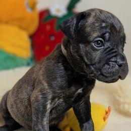 Light pink collar: Blossom - Black brindle female Cane Corso puppy in Franktown, Colorado from Earth and Ship Cane Corso