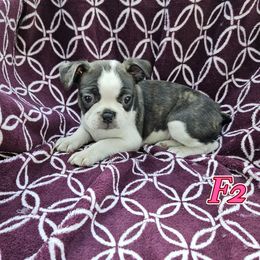 Female 2 - Brindle and white female Boston Terrier puppy in Newton Grove, North Carolina from Sassifras Boston Terriers
