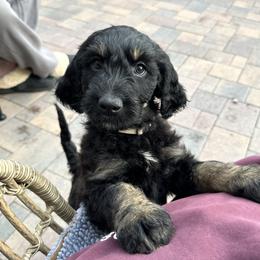 Sabrina Spellman - Phantom female Goldendoodle puppy in New River, Arizona from Sonoran Standard Doodles