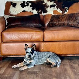 Australian Cattle Dog Puppies from Lakota Australian Cattle Dogs